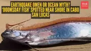 Rare 'Doomsday Fish' Sighting Stuns Beachgoers in Cabo San Lucas