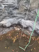 Rare Four-Horned Antelope Rescued from Deep Well in Raigad