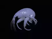 Rare Marine Amphipod Discovered in Indian Waters for First Time