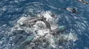Rare Sperm Whale Birth Footage Reveals Unprecedented Cooperative Behavior