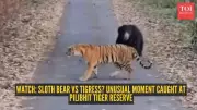 Rare Wildlife Encounter: Sloth Bear Chases Tigress at Pilibhit Tiger Reserve