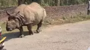 Rhino Roams Streets of Nepal in Viral Video, Stuns British Tourist