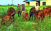 RPCAU Scientists Create Bihar's First Sahiwal Calves Using IVF Technology