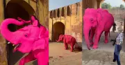 Russian Photographer Faces Backlash for Painting Jaipur Elephant Pink in Viral Video