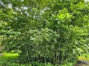 Sachin Tendulkar Miyawaki Forest: Cricket Bat-Shaped Green Initiative in Udupi