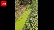 Sal River in Goa Faces Ecological Collapse with Zero Oxygen Levels, Sewage Crisis