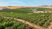 Saudi Arabia Achieves Major Green Milestone: 1 Million Hectares Restored