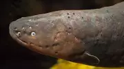 Scientists Discover Three Species of Electric Eels, Revealing Shocking Secrets