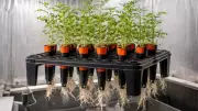 Scientists Grow Chickpeas in Simulated Moon Soil for Artemis Astronauts