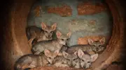 Seven Indian Wolf Pups Born at Pilikula Biological Park in Mangaluru
