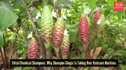 Shampoo Ginger: The Ancient Hawaiian Secret for Natural Hair Care