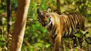 Six Living Tiger Subspecies: Where to Spot Them in Their Natural Habitats