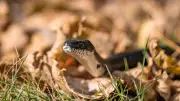 Snake Season Safety: How to Handle Garden Encounters and Coexist