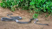 Snakes in Your Garden: Unseen Neighbors and How to Spot Them