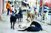 South Goa Intensifies Rabies Surveillance Amid Rising Cases in Karnataka's Karwar