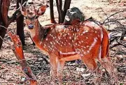Spotted Deer Found Dead Near Chirkunda Road, Forest Department Investigates