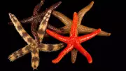 Starfish: The Marine Marvel That Thrives Without Blood in Its Body
