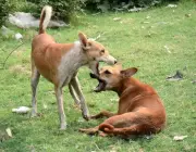 Stray Dog Attack in Bhongir Gouges Out 4-Year-Old's Eye, Sparks Protests