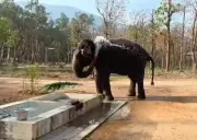 Sumangala the Elephant Joins Chadivayal Camp, Boosting Herd to Four