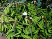Tamil Nadu Banana Farmers in Distress as Nendran Prices Plummet to 15-Year Low