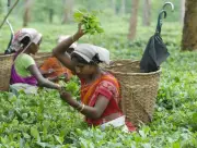 Tea Board Launches 'Tea Mark' Certification to Boost Quality & Marketing