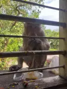 Tenkasi Forest Division Launches Crackdown on Monkey Feeding in Courtallam