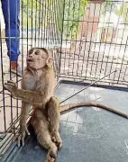 Thane Wildlife Horror: More Bonnet Macaques Shot with Arrows, Forest Dept Acts