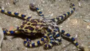 The Blue-Ringed Octopus: A Tiny but Lethal Marvel of the Sea