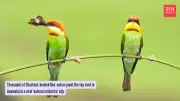 Thousands of Chestnut-Headed Bee-Eaters Create 'Natural Orchestra' in Tamil Nadu