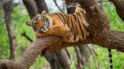 Tiger Poisoned Near Satpura Reserve in Madhya Pradesh, Five Suspects Arrested