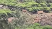 Tiger Sighting Sparks Panic in Ooty Tea Plantations, Forest Department Assures Safety