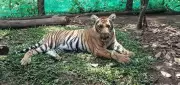 Tigress Mangala Moved to Zoo for Treatment After Failed Rewilding Attempt