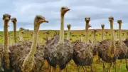 Top 10 Largest Birds in the World: From Ostriches to Albatrosses