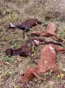 Tragic Train Accident in Una Claims Lives of Nearly 50 Sheep and Goats