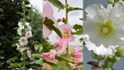 Transform Your Summer Garden with Vibrant Hollyhocks: A Complete Guide