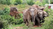 Tribal Man Killed by Elephant in Latehar, Train Traffic Halted