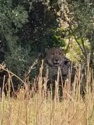 Two Cheetahs from Kuno National Park Now Ranging in Rajasthan's Baran District