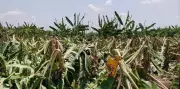 Unseasonal Rains and Winds Wreak Havoc on Trichy Banana Farms, Deepening Farmer Crisis