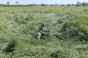 Unseasonal Storm Flattens Wheat Crops in Ajnala, Farmers Fear Heavy Losses