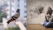 Vedic Astrology Warns: Pigeons in Home Carry Shani & Rahu Doshas, Disrupt Energy