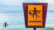 Venomous Jellyfish Alert: When to Avoid Popular Beaches Worldwide