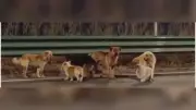 Viral Heartwarming Story of Seven Dogs in China Exposed as a Fabrication