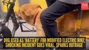Viral Video: Elderly Man Uses Dog to Power Modified E-Bike in China