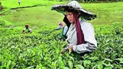 West Asia Conflict Threatens India's Tea Exports via Strait of Hormuz