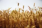 Wheat Procurement at MSP in Sirmaur District to Commence on April 8