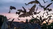 Why Bats Visit Your Garden: Signs of a Thriving Ecosystem