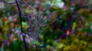 Why Spider Webs Keep Forming in Your House and How to Stop Them