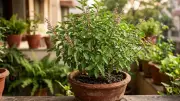 Why Tulsi Leaves Turn Yellow: Expert Care Tips for a Healthy Holy Basil Plant