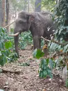 Wild Elephant Returns to Chikkamagaluru Villages, Sparks Fear and Crop Damage