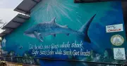 Wildlife Trust of India Uses Mural Art in Goa to Boost Whale Shark Conservation